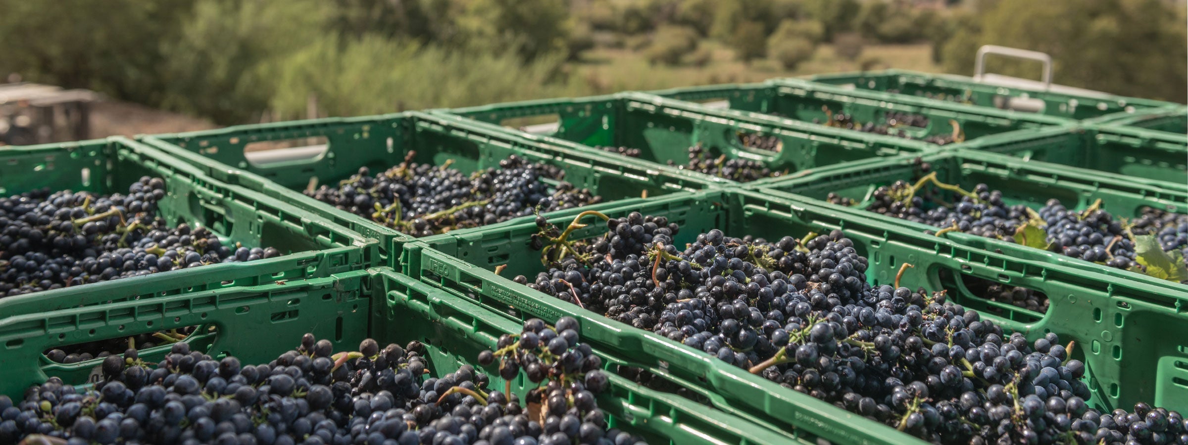 New Vintage Releases