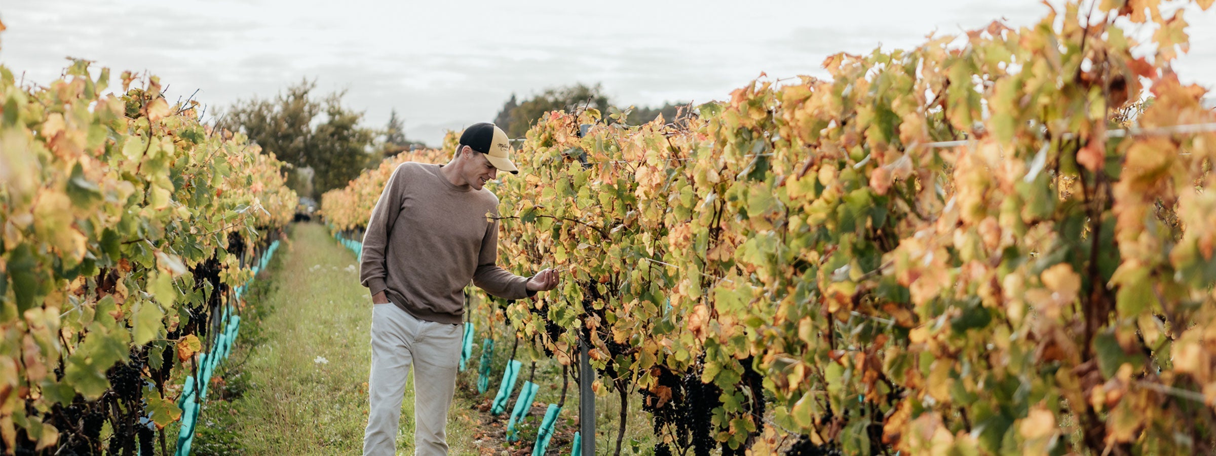Martinborough Vineyard